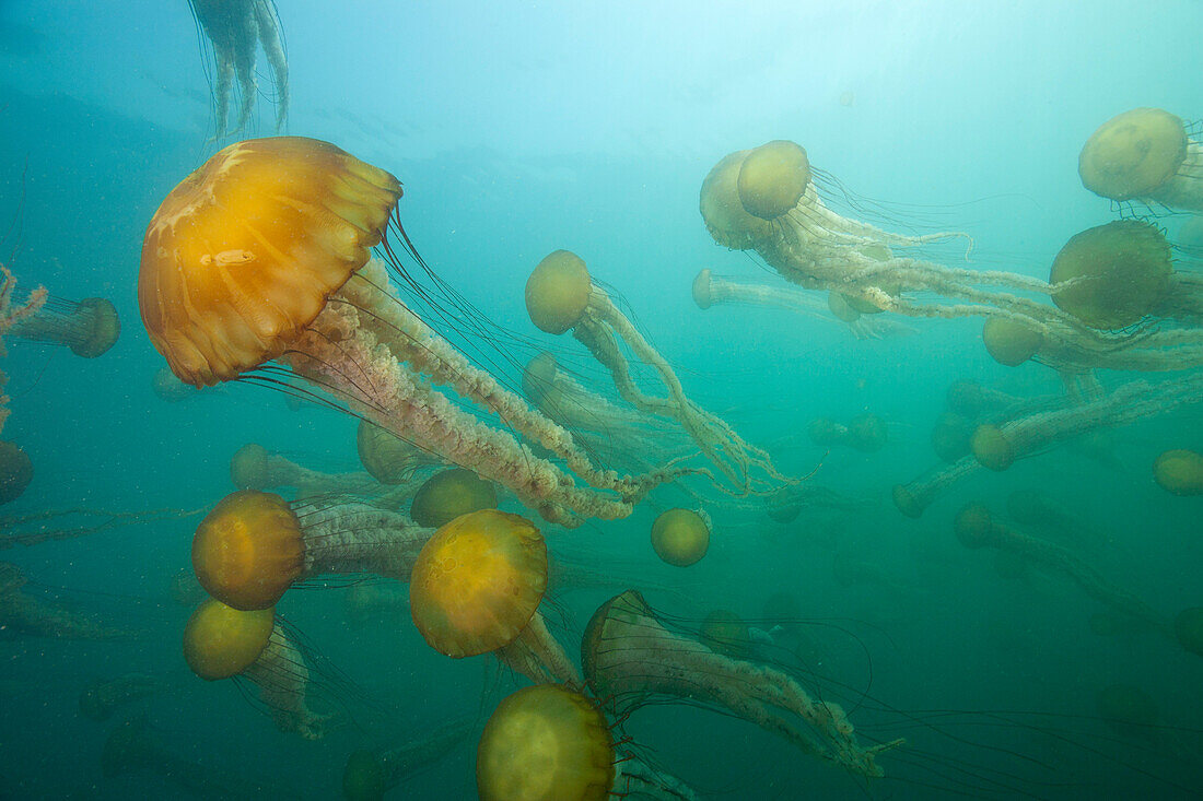 Pacific Sea Nettle (Chrysaora fuscescens) group, Monterey Bay, Monterey, California