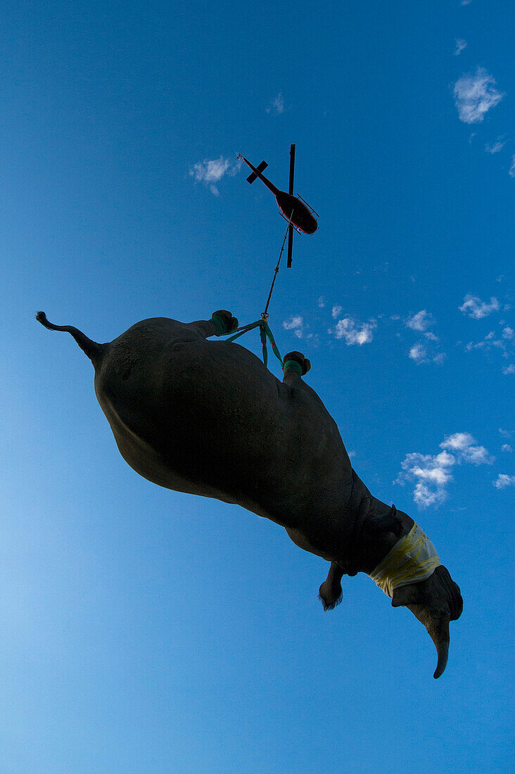 Black Rhinoceros (Diceros bicornis) slung from Super Huey Bell helicopter for transport to new reserve, Great Fish River Nature Reserve, Eastern Cape, South Africa