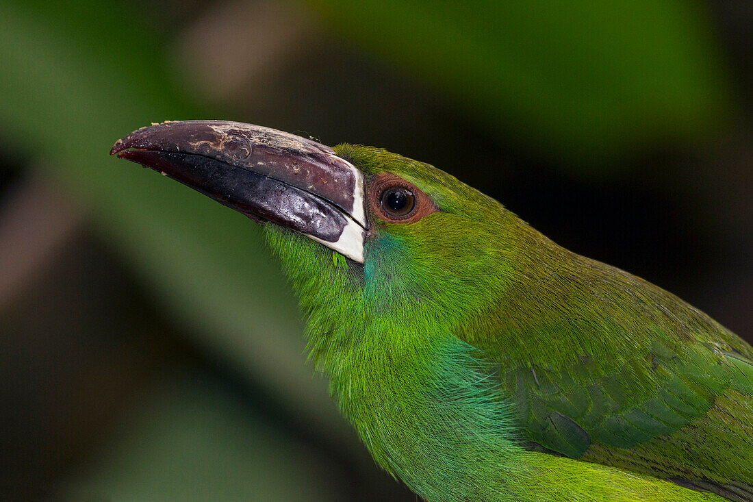 Crimson-rumped Toucanet (Aulacorhynchus haematopygus), native to South America