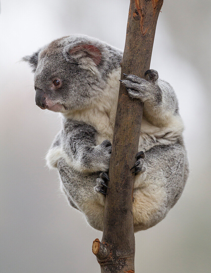 Koala (Phascolarctos cinereus), native to Australia