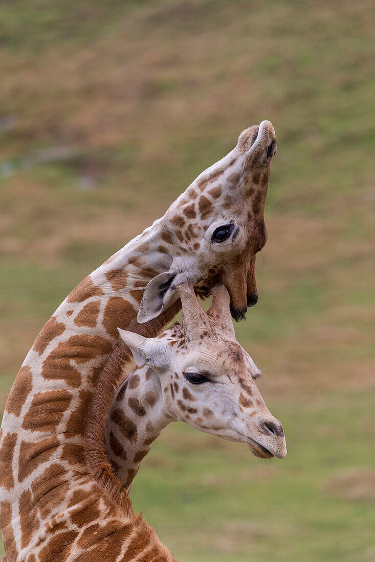Rothschild Giraffe (Giraffa camelopardalis rothschildi) calves necking, native to Africa