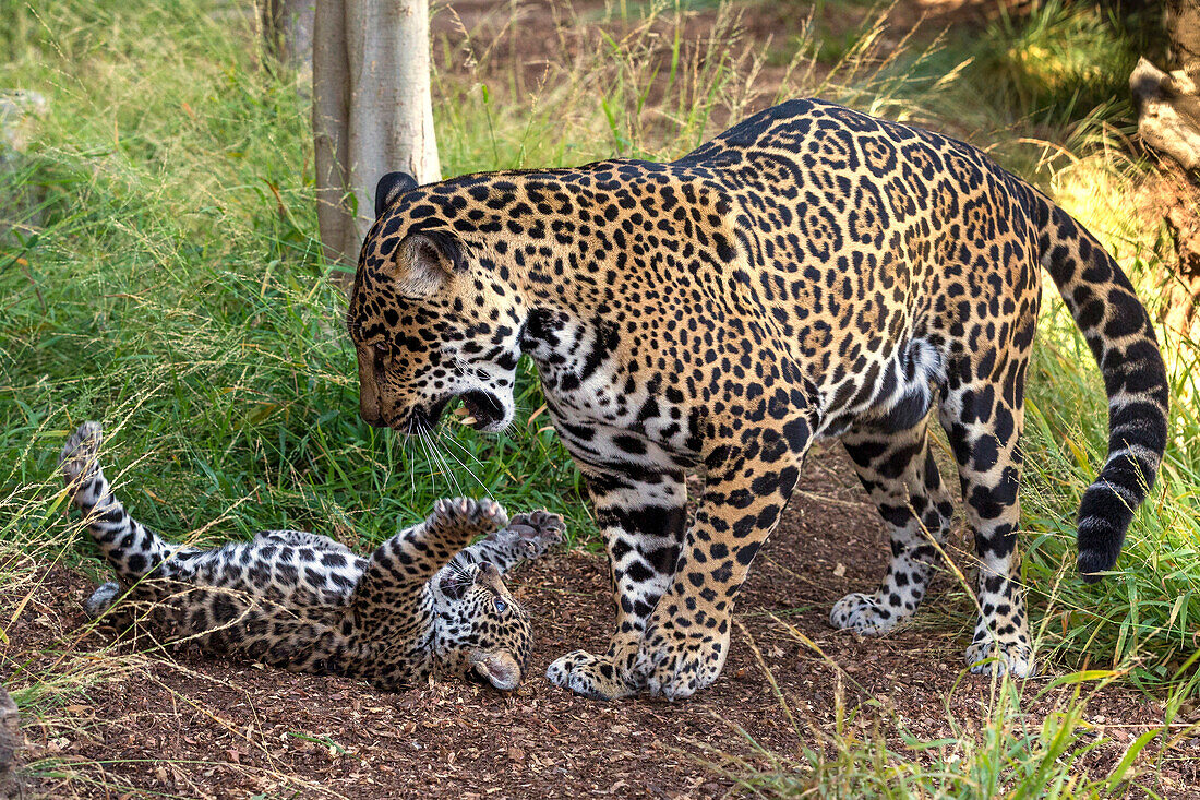 Jaguar (Panthera onca) cub playing with mother, native to Central and South America