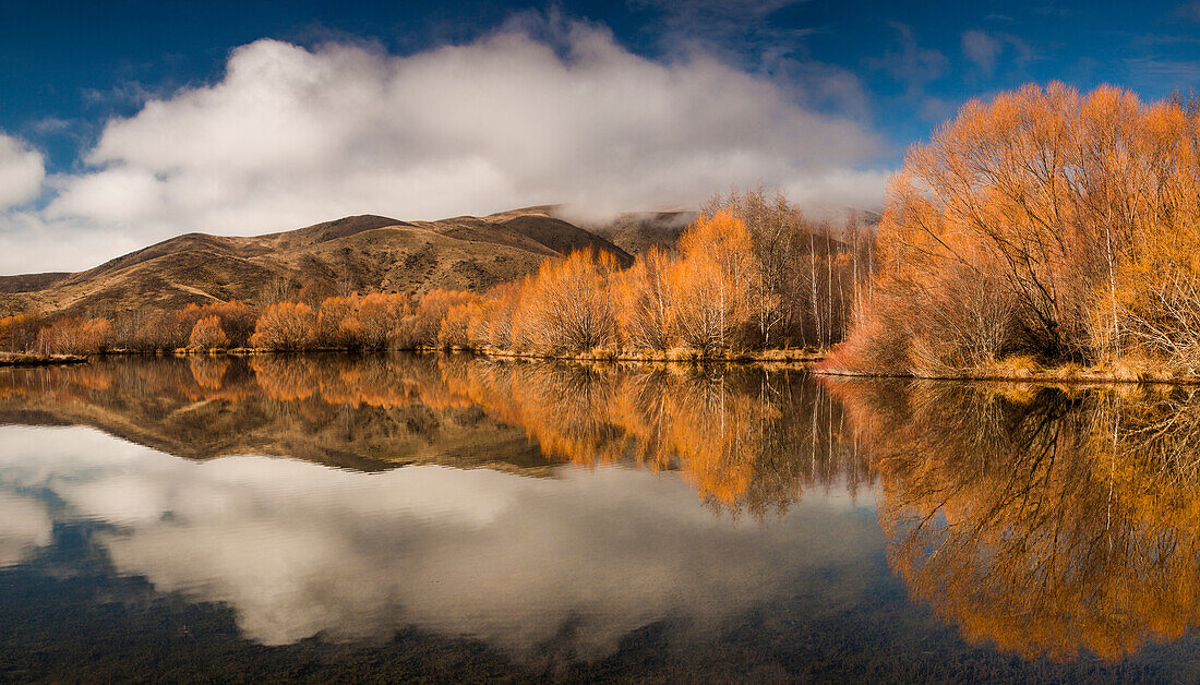 Willow (Salix sp) trees reflected in Kelland Ponds, Mackenzie Country, Canterbury, New Zealand