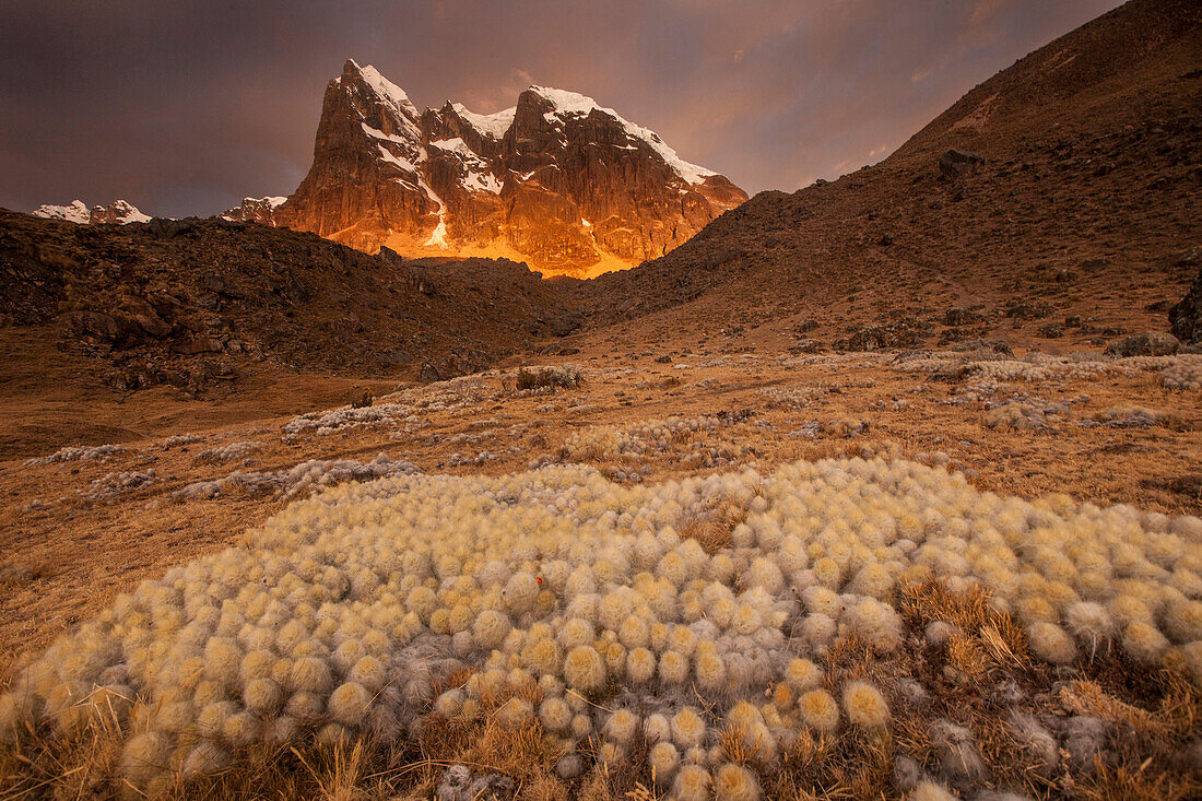 Cacti near Cerro Cuyoc, Cordillera Huayhuash, Andes, Peru