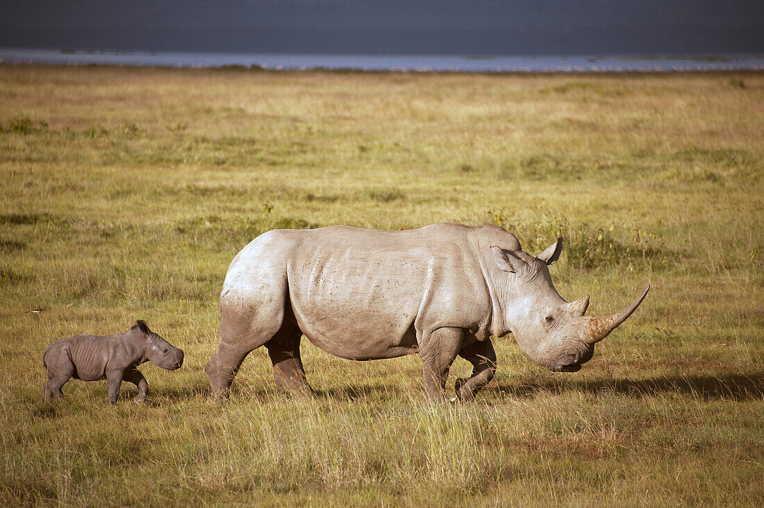 White Rhinoceros (Ceratotherium simum) mother and calf, Lake Nakuru National Park, Kenya