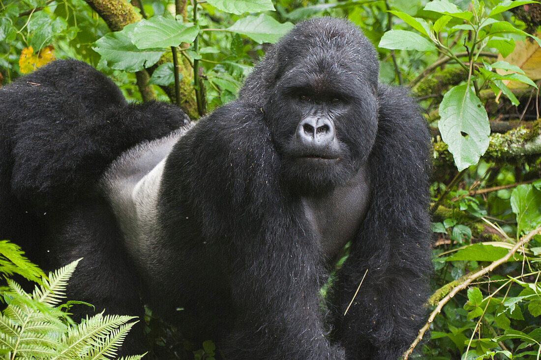 Mountain Gorilla (Gorilla gorilla beringei) silverback, Parc National des Volcans, Rwanda