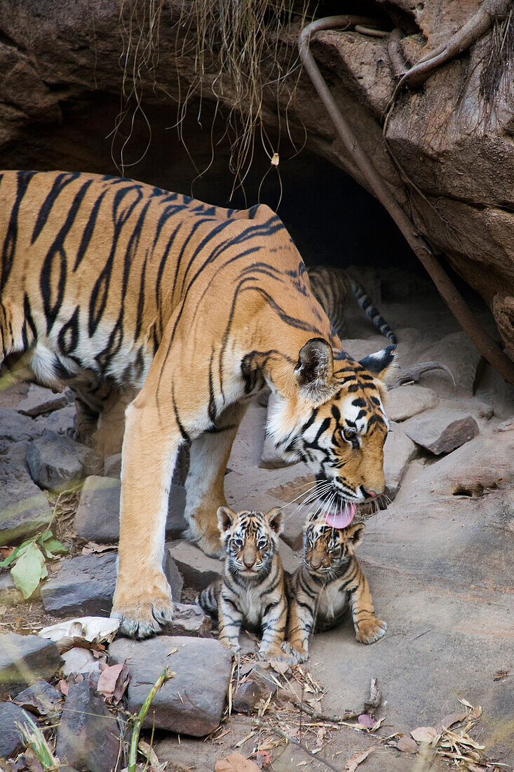 Bengal Tiger (Panthera tigris tigris) mother grooming four week old cubs at den, Bandhavgarh National Park, India