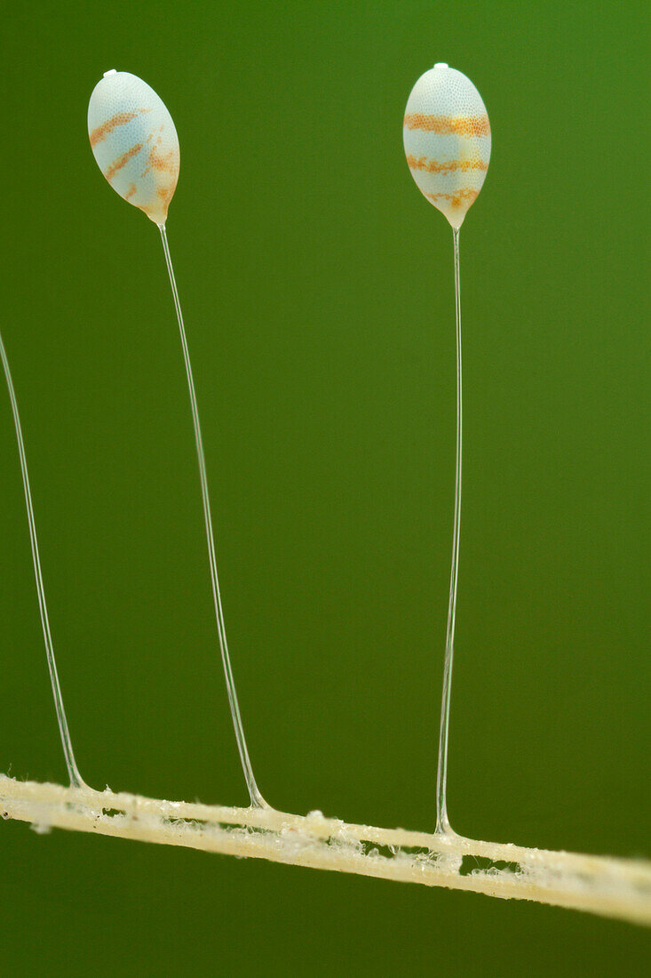 Green Lacewing (Chrysopidae) butterfly eggs, Suriname