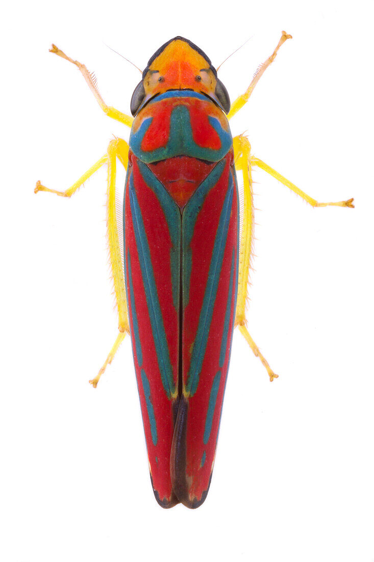 Leafhopper (Cicadellidae), Estabrook Woods, Concord, Massachusetts