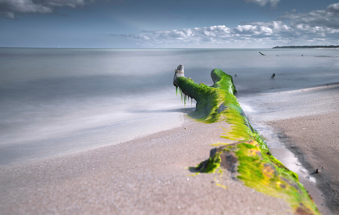 Baumstamm am Ostseestrand mit Moos bewachsen, Weststrand, Darß, Mecklenburg Vorpommern, Deutschland