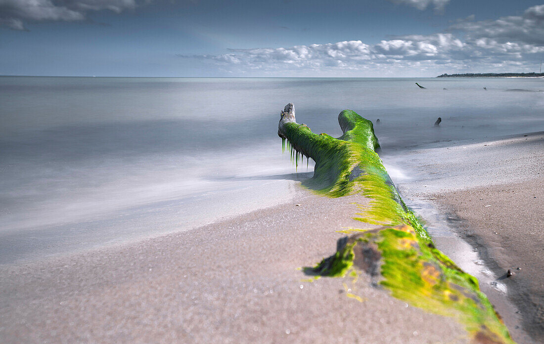 Fallen Tree on a Baltic Sea beach overgrown with moss, Darss, Mecklenburg Vorpommern, Germany