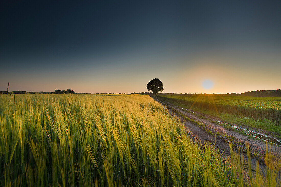Weg mit Baum zwischen zwei Getreidefeldern in der Abendsonne, Aubing, München, Oberbayern, Bayern, Deutschland
