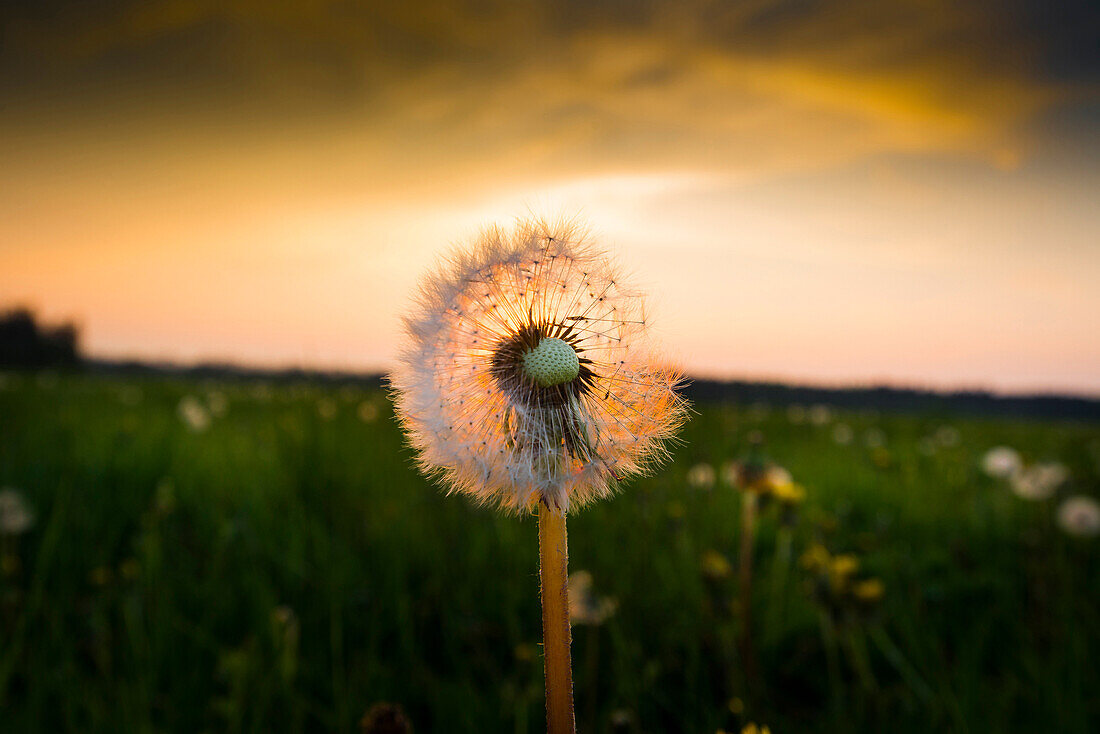 Dandelion in a meadow in the evening sun, Aubing, Munich, Upper Bavaria, Bavaria, Germany