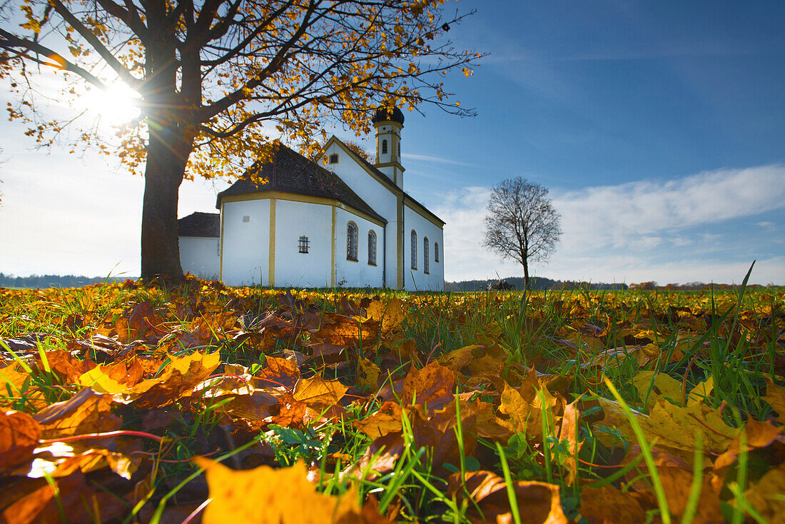 Golden autumn leaves on the lawn in front of St. John's Chapel in Raisting on the earth station, Raisting, Bavaria, Germany