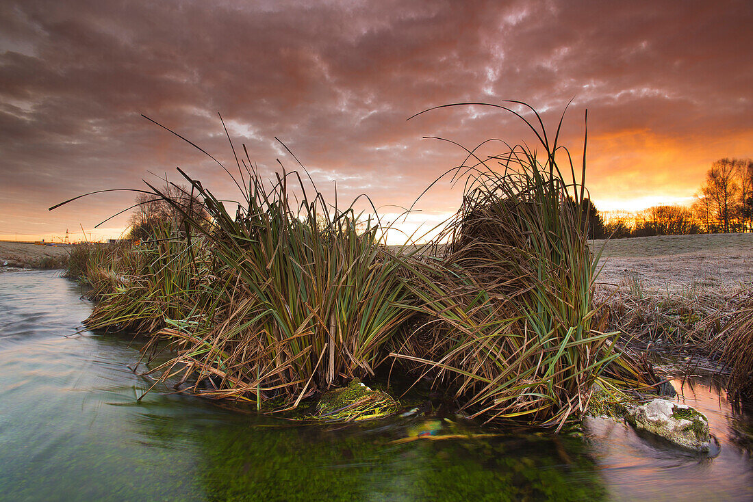 Reeds in a stream in the winter morning sun, Aubing, Munich, Upper Bavaria, Bavaria, Germany