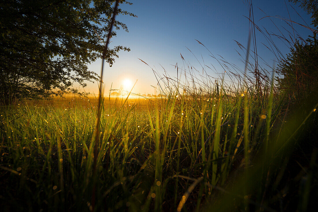 Graßhalme mit Tautropfen auf einem Feld in der Morgensonne, Aubing, München, Oberbayern, Bayern, Deutschland