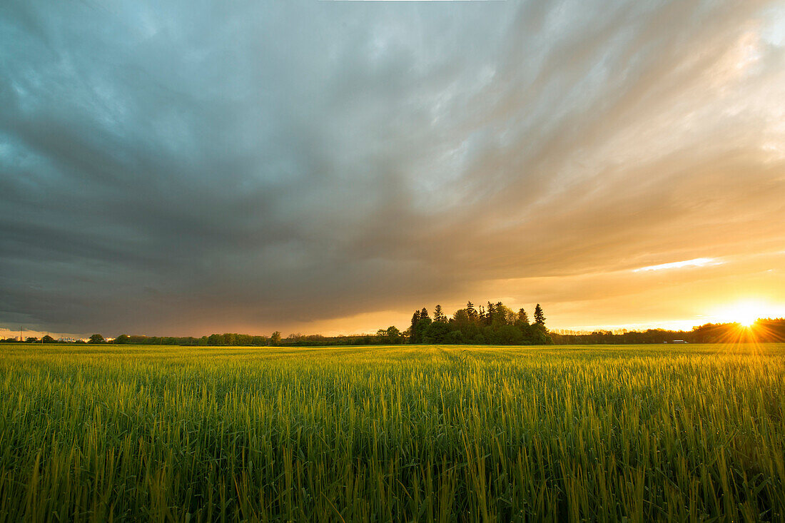 Small wooded area behind the cornfield with sunset, Aubing, Munich, Bavaria, Germany