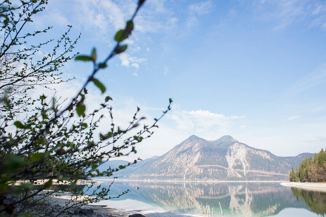 Views of lake Walchensee and Sassau island to Herzogstand, Walchensee, Alps, Upper Bavaria, Bavaria, Germany