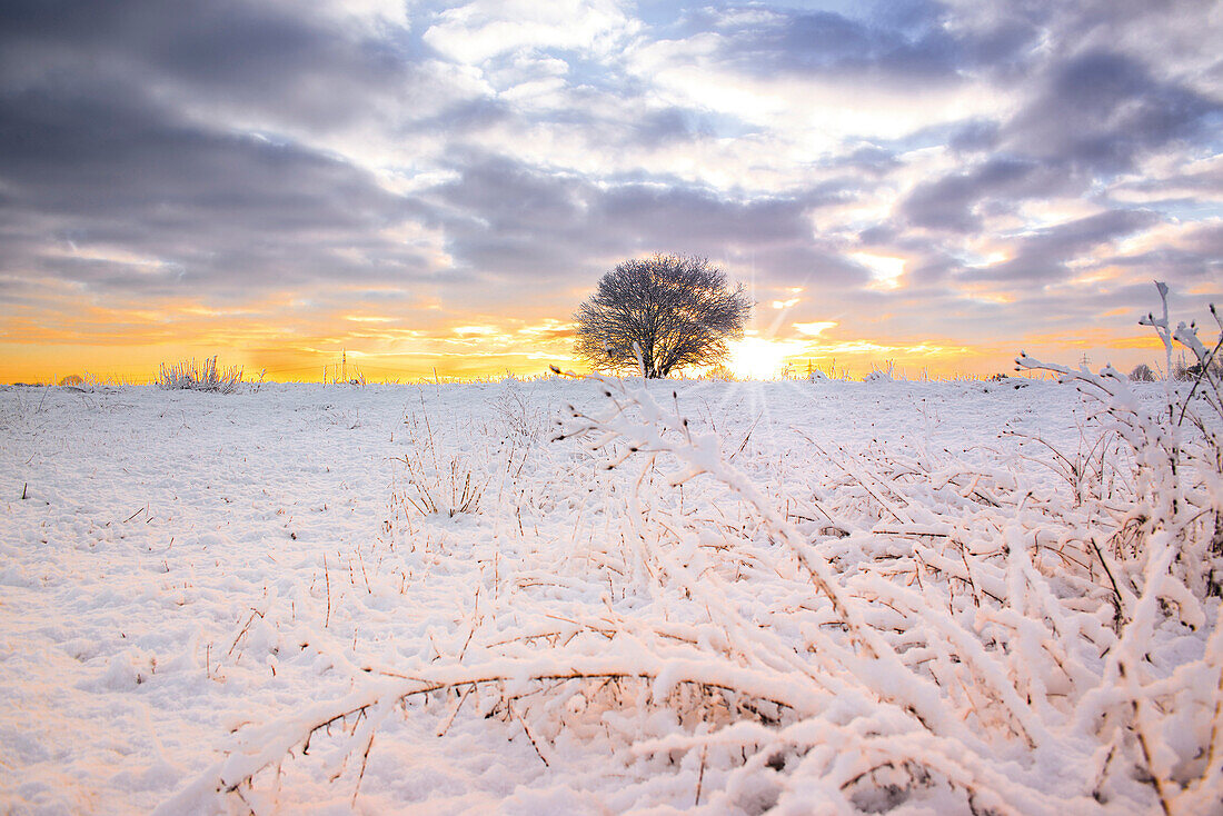 Winter landscape with single tree in a meadow and cloudy sky, Aubing, Munich, Upper Bavaria, Bavaria, Germany