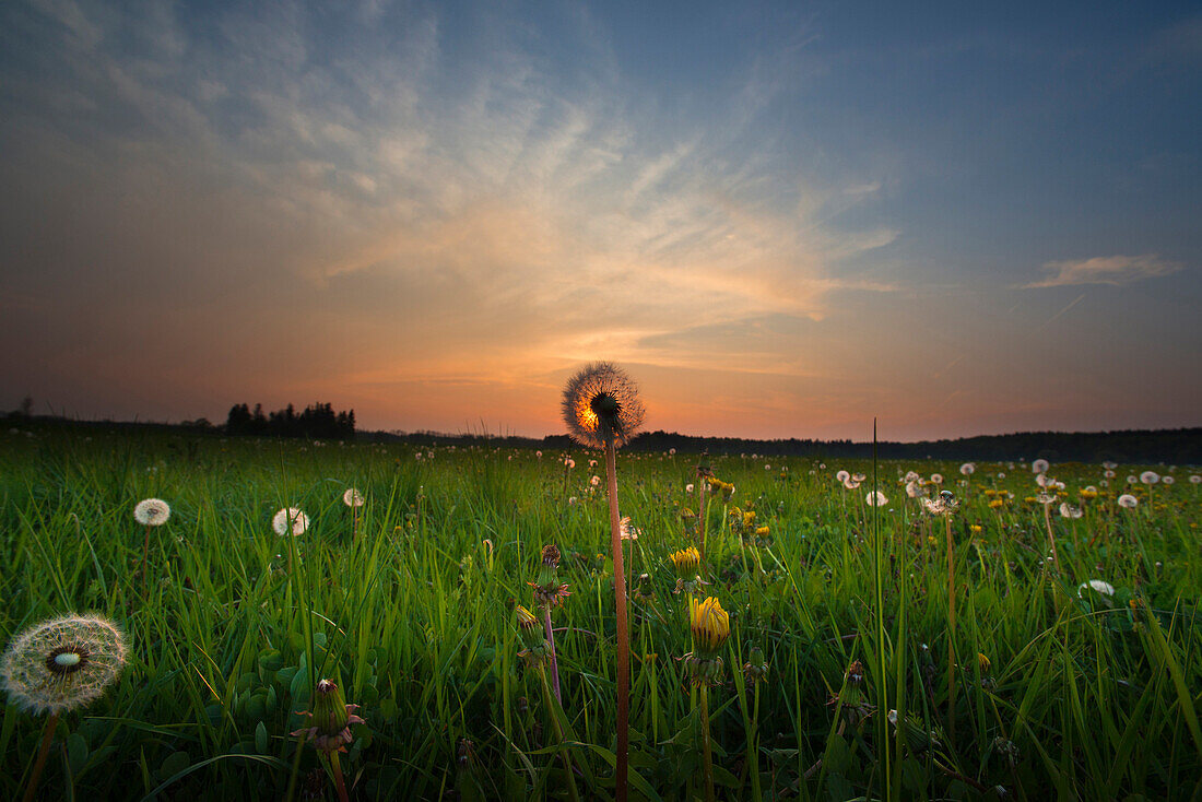 Löwenzahn auf einer Wiese in der Abendstimmung, Aubing, München, Oberbayern, Bayern, Deutschland