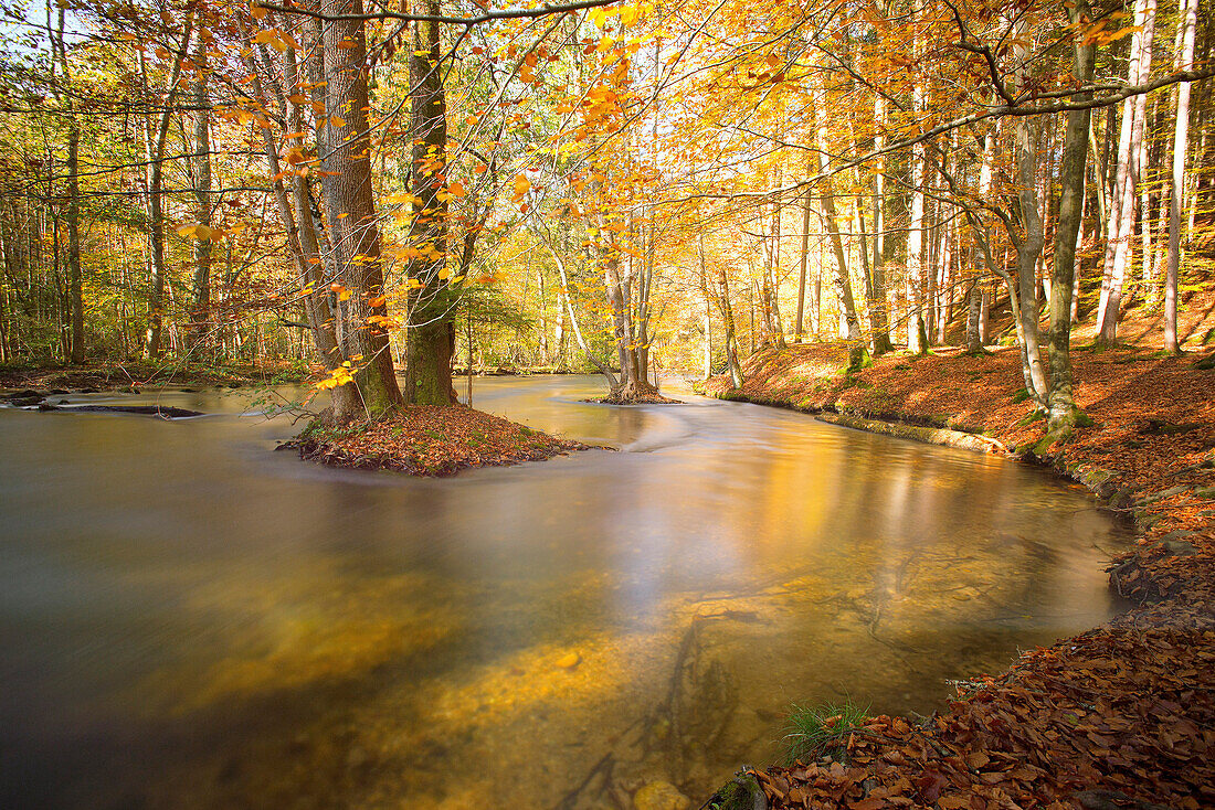 Herbstlicher Wald und Meander der Würm, Gauting, Bayern, Deutschland