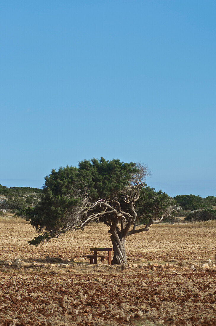 Single twisted tree with a bench near Kap Greco, Agia Napa, Larnaca, Cyprus