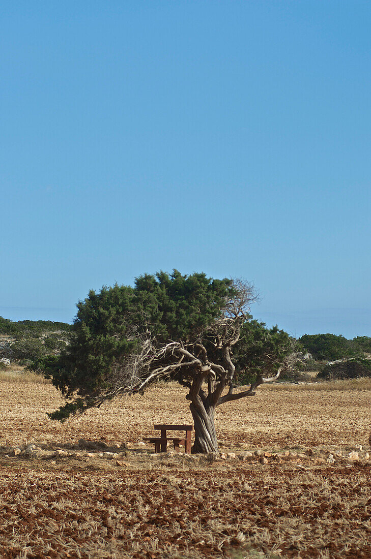 einsamer, verdrehter Baum und Bank beim Kap Greco bei Agia Napa, nordöstlich von Larnaka, Larnaca District, Zypern