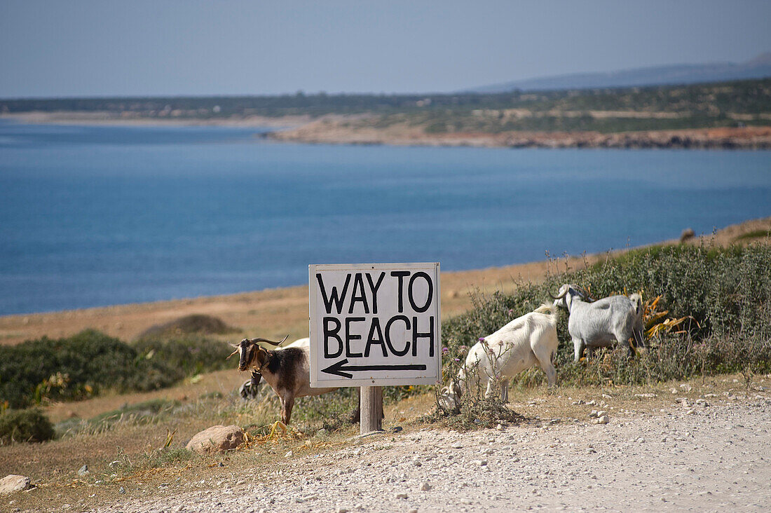Road sign to the beach and goats on the gravel road to the Akamas peninsula and gorge, Paphos distict, Cyprus