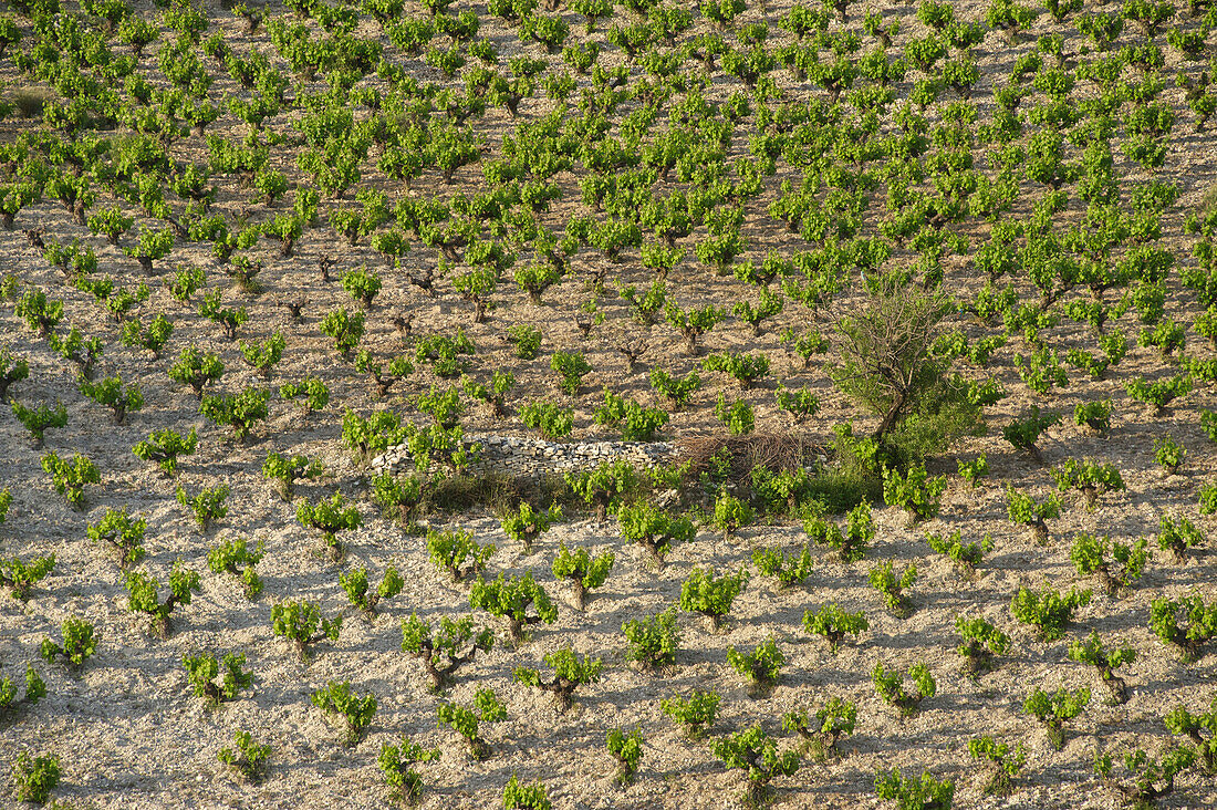 vineyard in Kouris valley south of the Troodos mountains, Cyprus