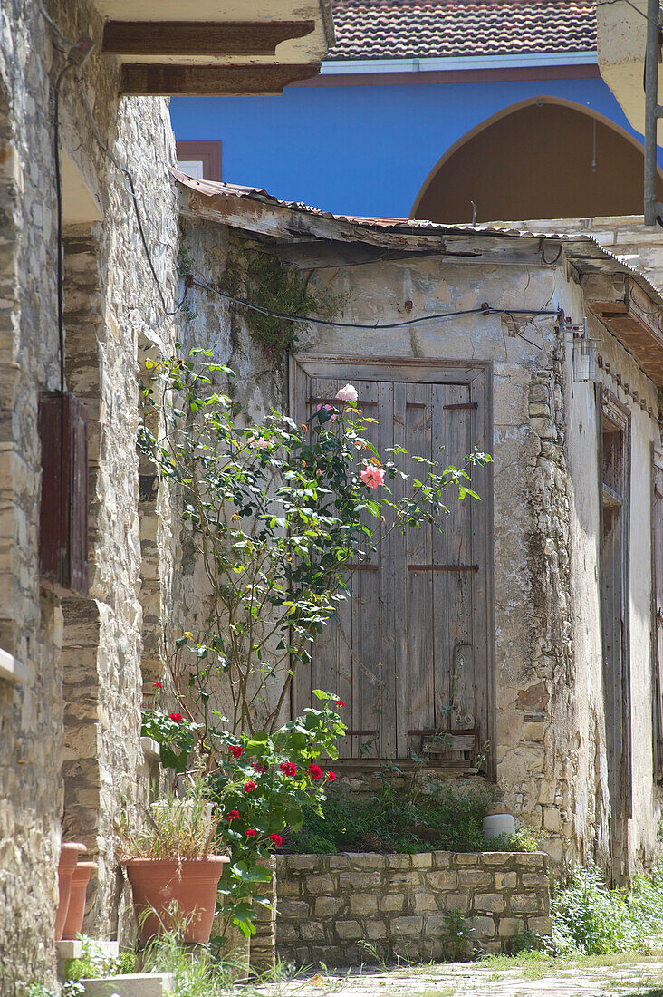 Topfpflanzen und Rosenstrauch vor altem Haus in Pano Lefkara, Nikosia, Zypern