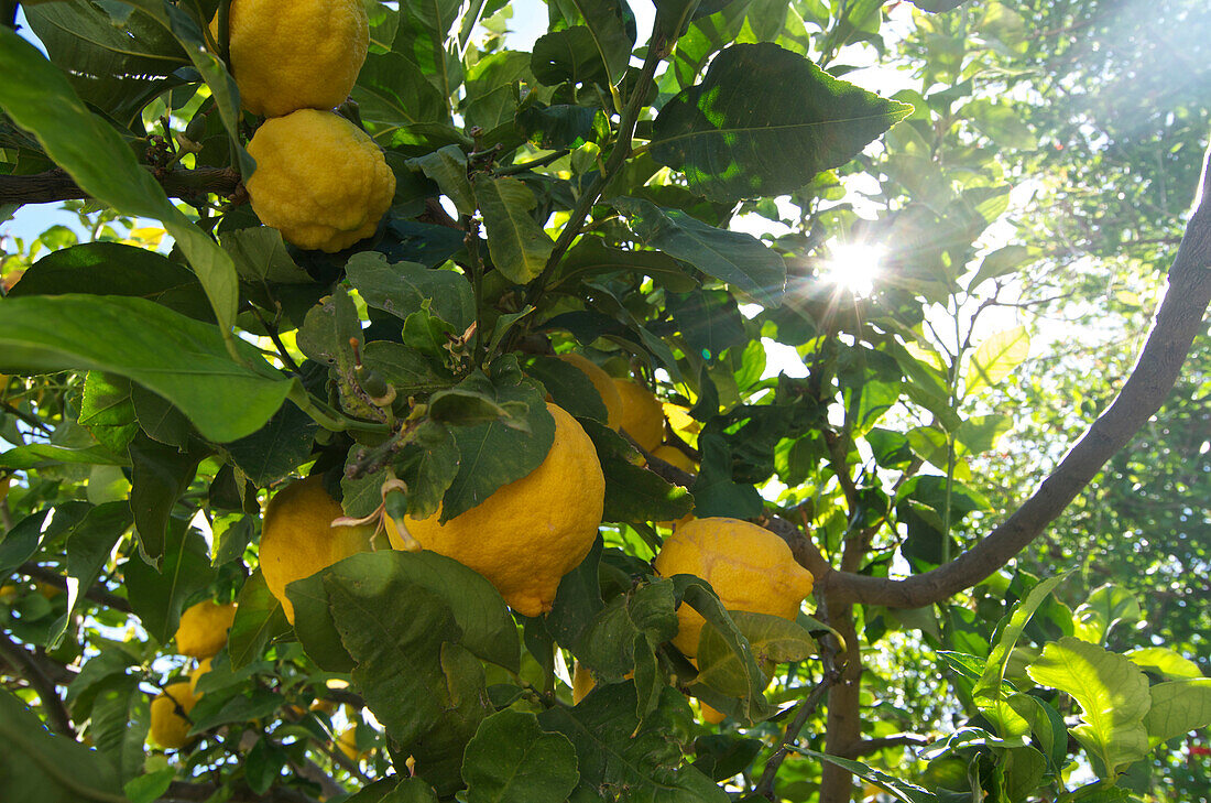 Zitronenbaum mit Zitronen auf der Akamas Halbinsel nahe beim Bad der Aphrodite westlich von Latsi, Paphos, Zypern
