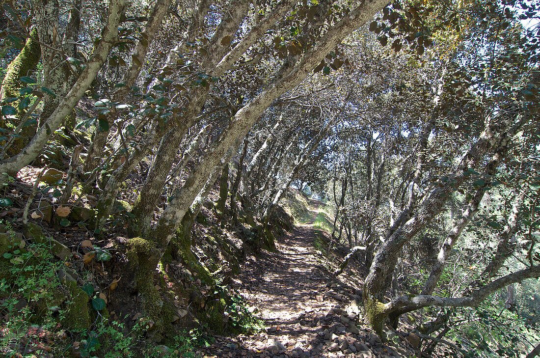 Wanderweg E4 von Stavros tis Psokas nach Kykko, Westliches Troodos Gebirge, Zypern