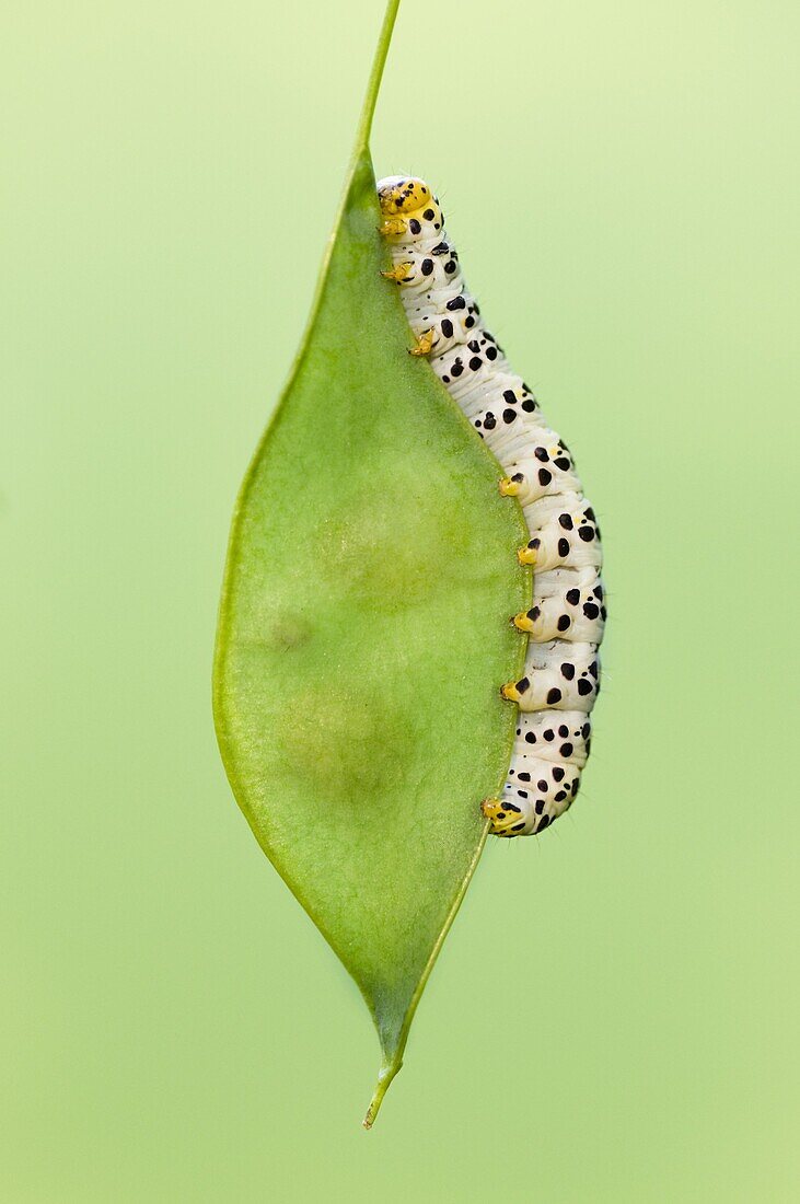 Water Betony Moth (Shargacucullia scrophulariae) caterpillar, Nijmegen, Netherlands