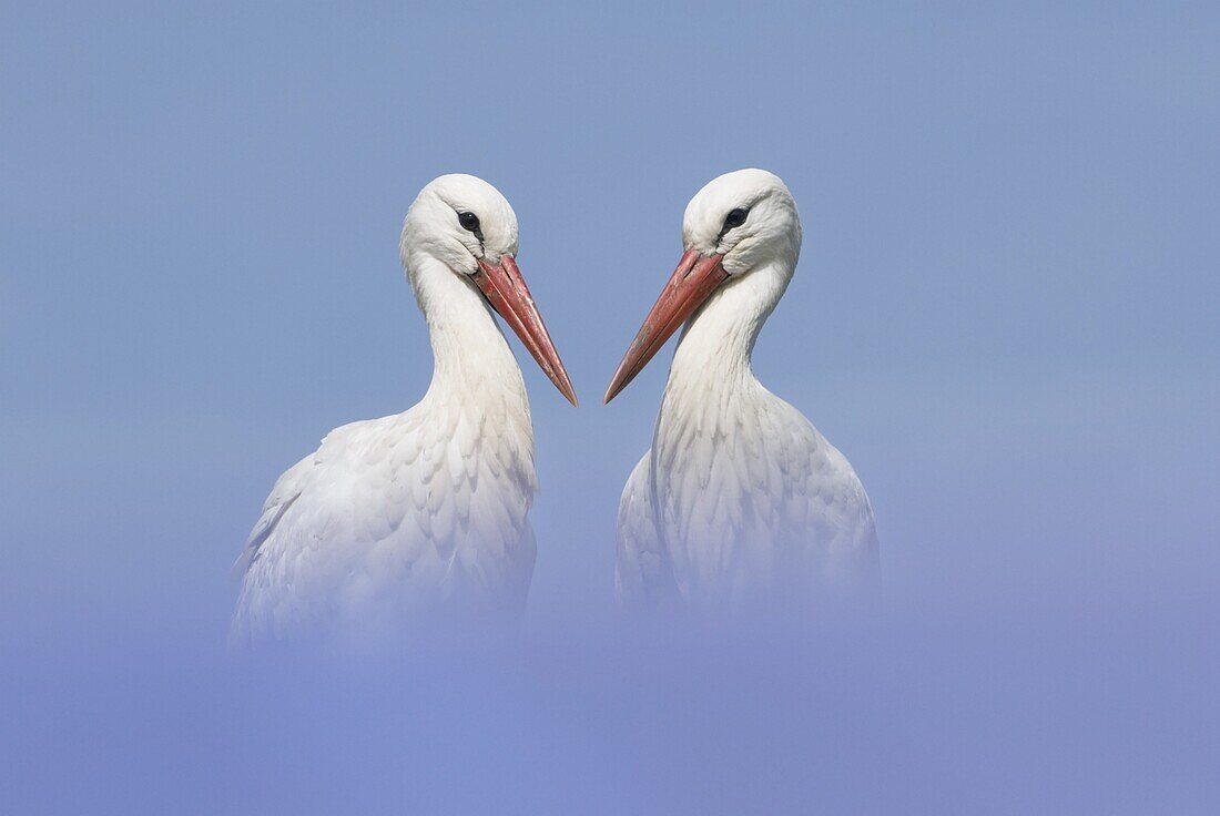 White Stork (Ciconia ciconia) pair courting, Lelystad, Netherlands