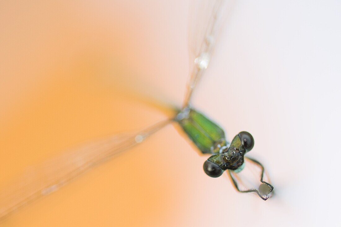 Spreadwing (Lestidae) damselfly, Nijmegen, Netherlands