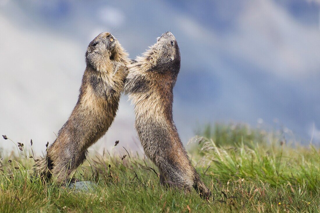 Alpine Marmot (Marmota marmota) pair fighting, Hohe Tauern National Park, Austria