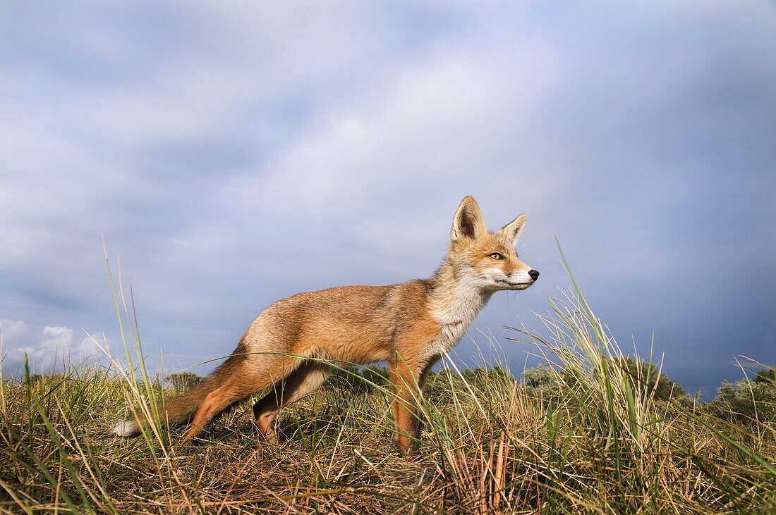Red Fox (Vulpes vulpes), Amsterdam, Netherlands