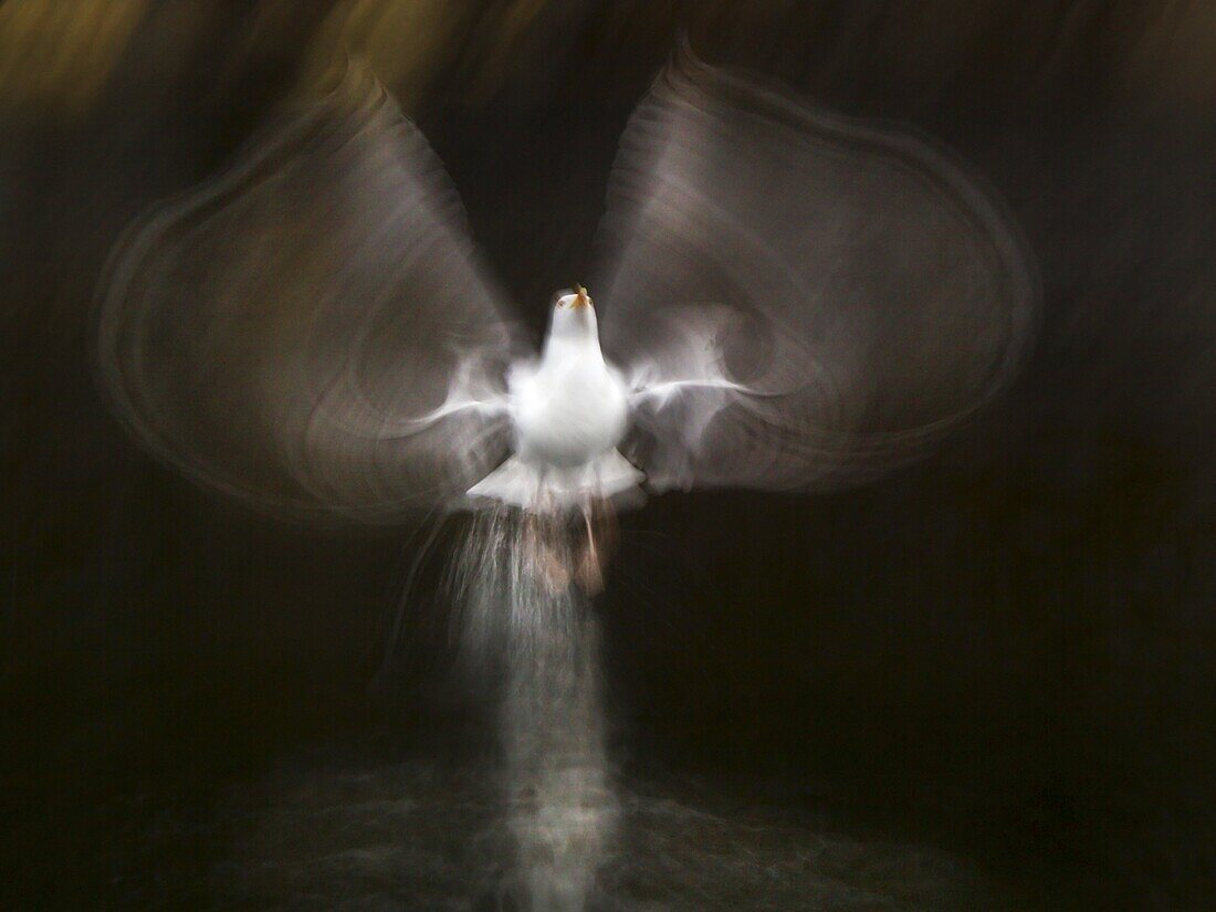 Herring Gull (Larus argentatus) taking off, Norway