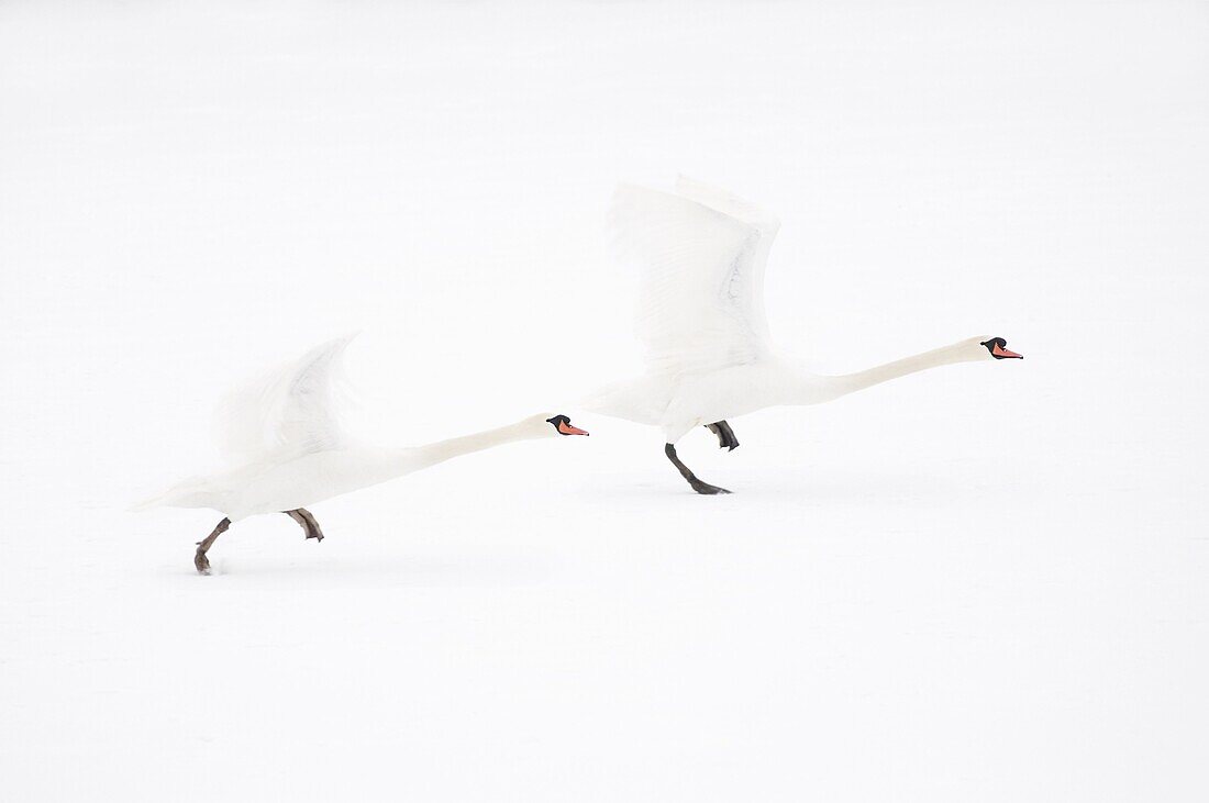 Mute Swan (Cygnus olor) pair taking flight, Hazerswoude-Dorp, Netherlands
