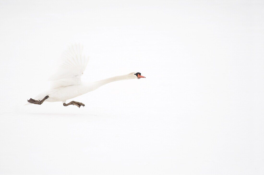 Mute Swan (Cygnus olor) taking flight, Hazerswoude-Dorp, Netherlands