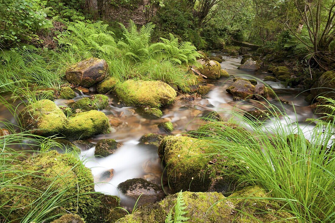 Pyrenean Desman (Galemys pyrenaicus) river habitat, Galicia, Spain