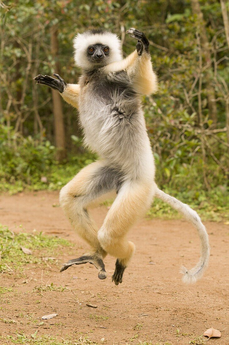 Diademed Sifaka (Propithecus diadema) leaping, Andasibe, Madagascar