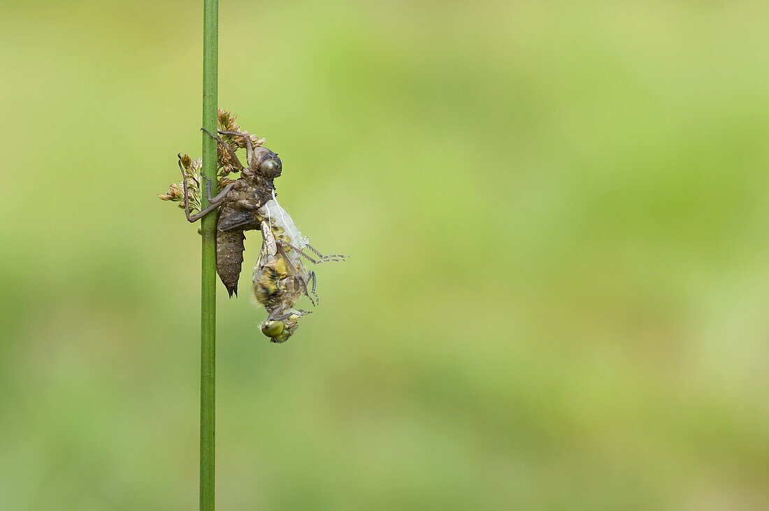 Four-spotted Chaser (Libellula quadrimaculata) dragonfly undergoing metamorphosis, 3 in a series of 7, Nijmegen, Netherlands