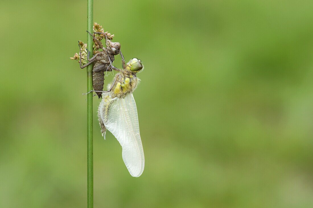 Four-spotted Chaser (Libellula quadrimaculata) dragonfly undergoing metamorphosis, 6 in a series of 7, Nijmegen, Netherlands