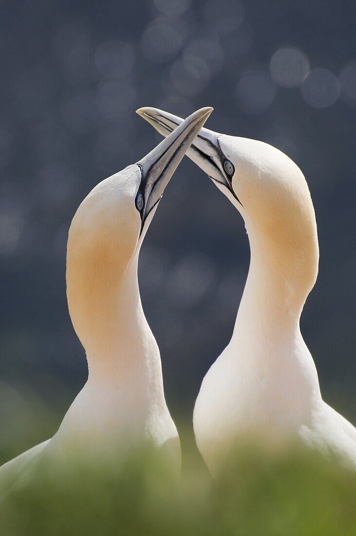 Northern Gannet (Morus bassanus) pair courting, Helgoland, Germany