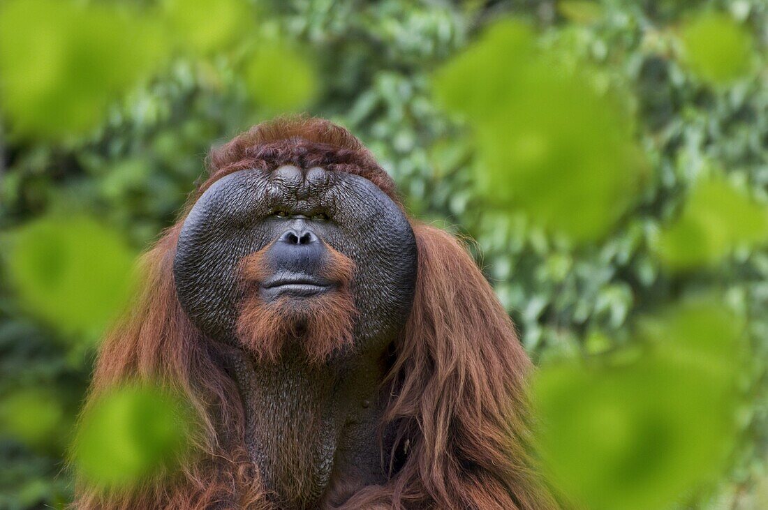 Orangutan (Pongo pygmaeus) dominant male, Matang Wildlife Centre, Malaysia