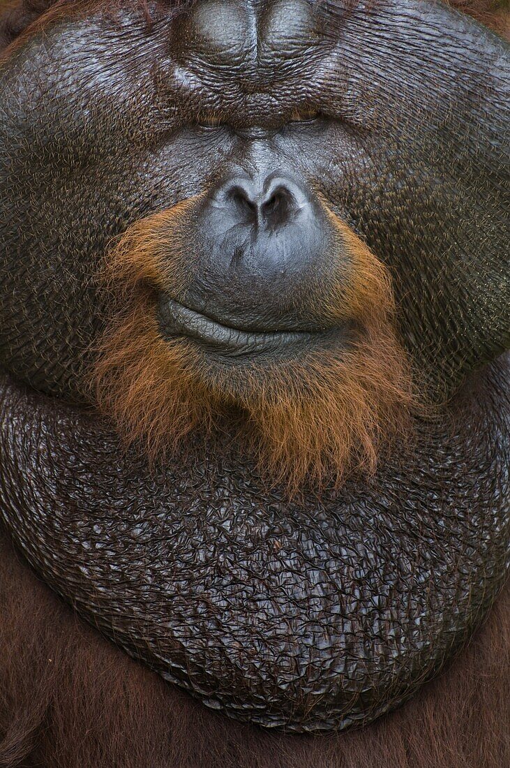 Orangutan (Pongo pygmaeus) dominant male, Matang Wildlife Centre, Malaysia
