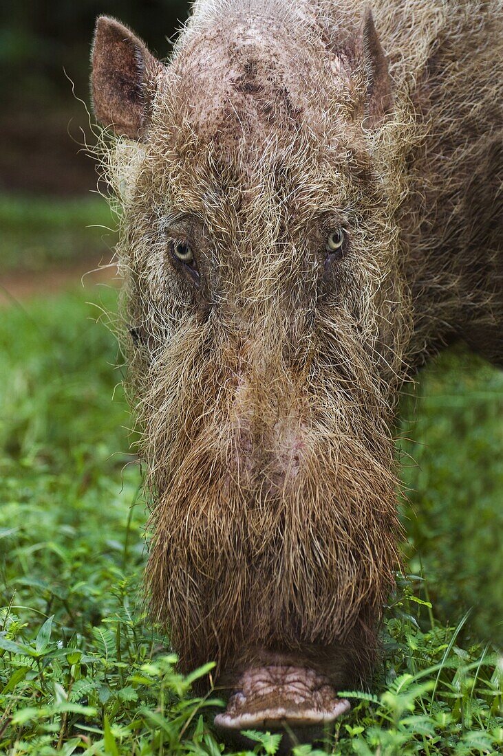 Bearded Pig (Sus barbatus), Bako National Park, Sarawak, Borneo, Malaysia