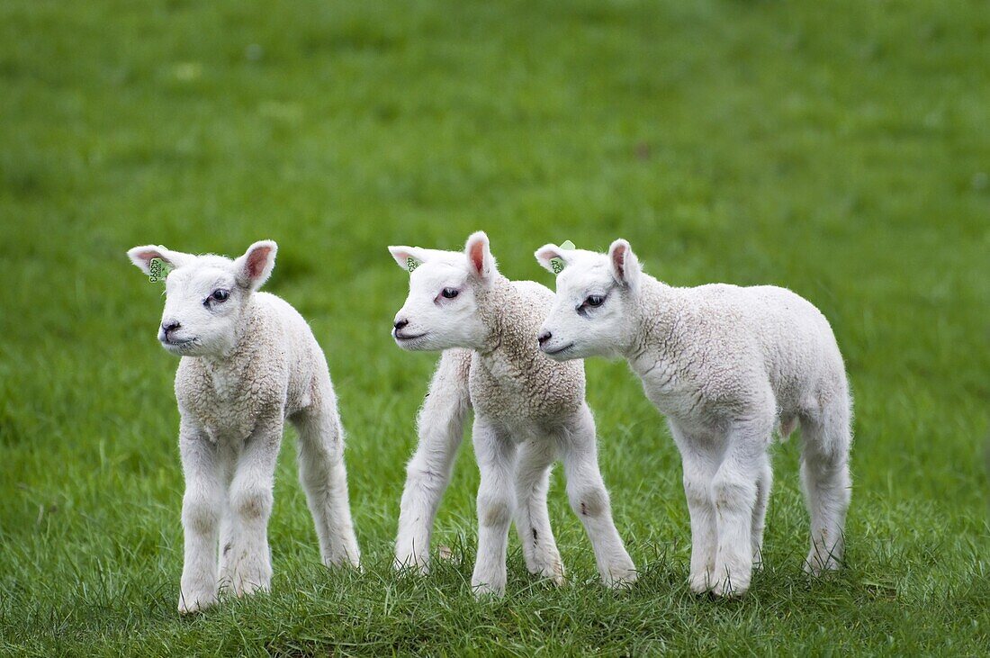 Domestic Sheep (Ovis aries) trio of lambs, Nijmegen, Netherlands