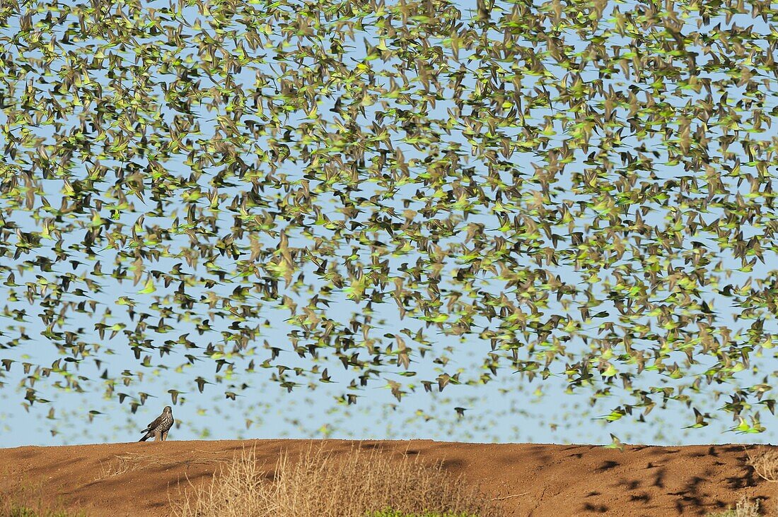 Brown Goshawk (Accipiter fasciatus) and Budgerigar (Melopsittacus undulatus) flock, Wannoo, Western Australia, Australia